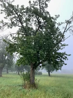 Das Foto zeigt einen verkrüppelten Obstbaum auf einer wilden Wiese. Es steht für eine Session mit The Work of Byron Katie, auch bekannt als Inquiry-based Stress Reduction (IBSR). Hierdurch konnte Barbara Nobis einen belastenden Gedanken über ihre Kindheit auflösen - und zwar anhand des Satzes: Ich hatte als Kind keinen Zugang zum Glücksbaum des Nachbarn.