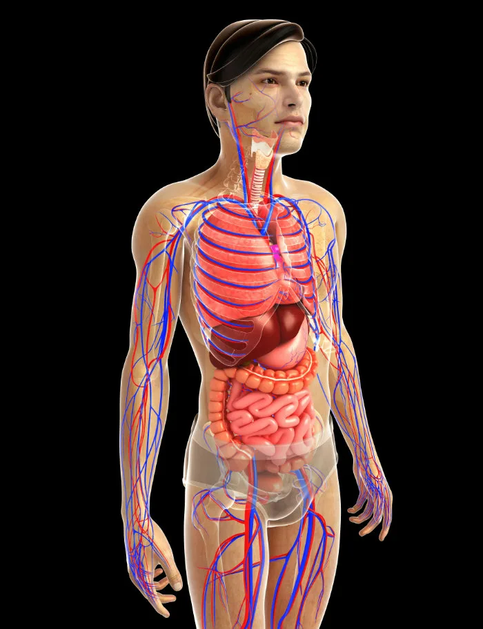 Menschlicher Körper mit sichtbaren Organen und Gefäßen als Einladung, mit der Inner Smile Meditation dankbar durch den Körper zu reisen