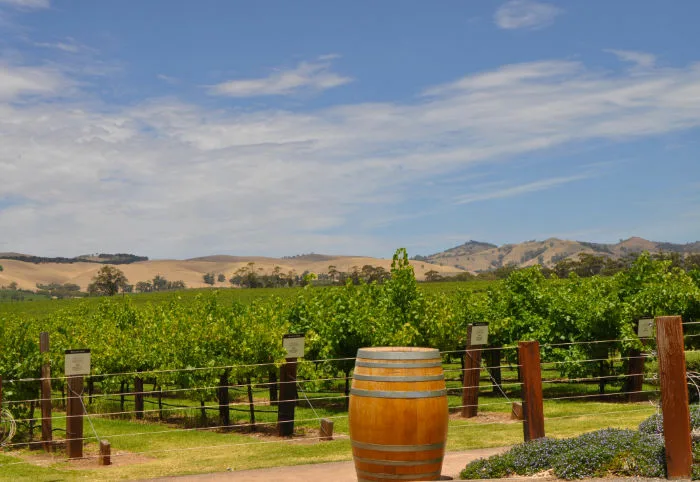 Weinlandschaft in der Barossa-Region in Südaustralien, einem Drehort von »Meine brillante Karriere« auf Netflix